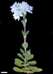 Veronica lavaudiana. Sprig. Scale = 10 mm.
 Image: P.J. Garnock-Jones © Te Papa CC-BY-NC 3.0 NZ